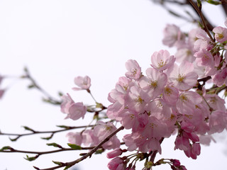 春・満開の桜木
