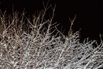 Wood Bush in the winter night in the snow
