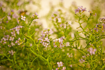 Rośliny pionierskie © Studio Migafka