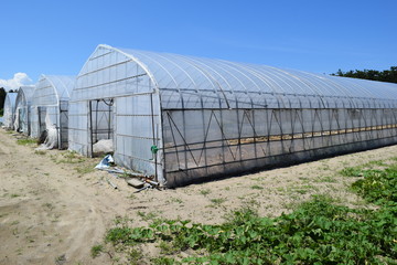 ビニールハウス