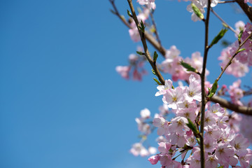 春・満開の桜木