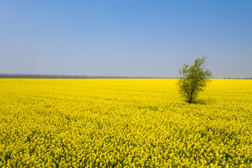 Fototapeta premium rapeseed flowers field in sunny spring