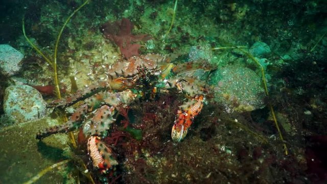 Brown king crab Paralithodes brevipess underwater in sea.