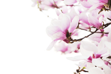 Fototapeta na wymiar Flowers magnolia branch isolated on white background