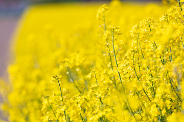 Rapsfeld in Deutschland