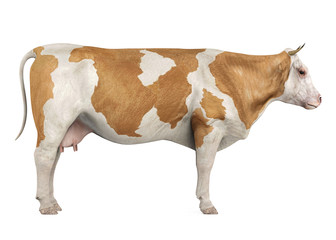 Cow Isolated