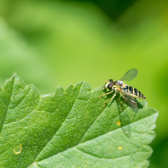 Isolated young bee macro close up in the wild- Israel