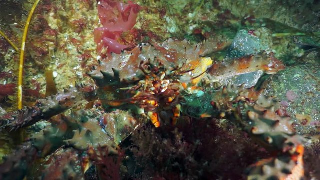 Close-up brown king crab (Paralithodes brevipess) underwater in sea.
