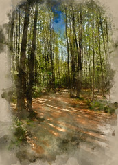 Watercolour painting of Path leading through beech tree forest with bright sunlight