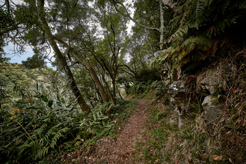 Wanderweg im Urwald auf den Azoren.