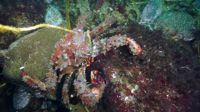 Macro of brown king crab (Paralithodes brevipess) underwater in sea.