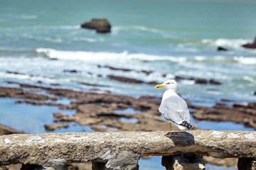 Wild bird. Seagull sitting on a old stone fence against a blurred ocean water background