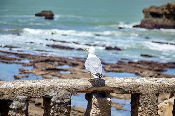 Wild bird. Seagull sitting on a old stone fence against a blurred ocean water background