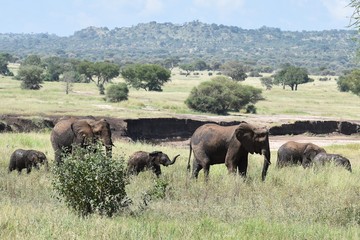 A family of Elephants