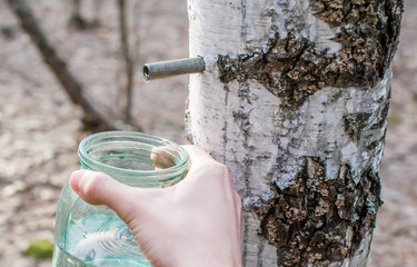 A man collects birch sap in the forest