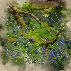 Naklejka premium Watercolor painting of Stunning vibrant landscape image of blubell woods in English countryside in Spring