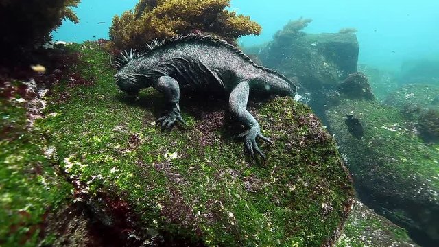 Marine Iguana eats algae on stone underwater ocean.