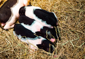 piglets sleeping together of Straw