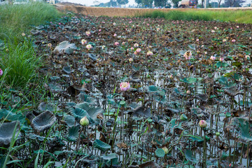 Many Lotus drought in the field