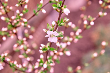 Cherry blossom, pink spring flower. Springtime background