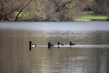 ducks on the lake