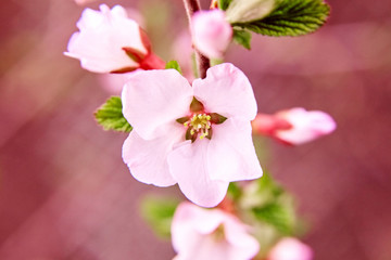 Cherry blossom, pink spring flower. Springtime background