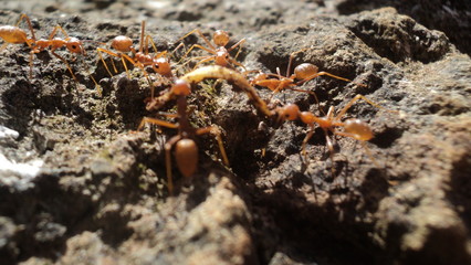 Ants, nature and their food