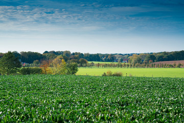 Fototapeta na wymiar meadow, green hill landscape in Margraten, Limburg, The Netherlands