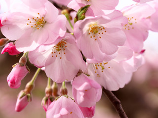 春・満開の桜木と花のクローズアップ