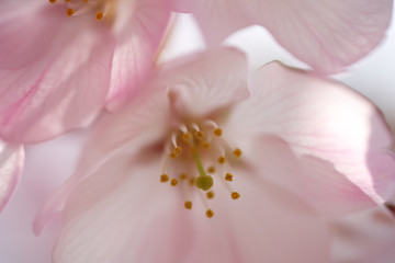 春・満開の桜木と花のクローズアップ