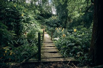 Urwald auf den Azoren.