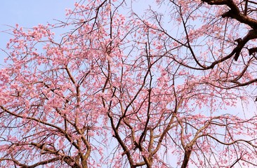 桜　満開　茨城