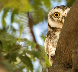pick a boo of owl