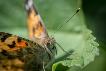Isolated macro of a monarch butterfly in the wild- Israel