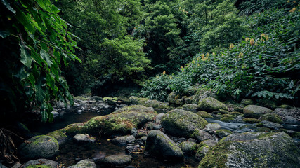Ein Flussbett im Urwald