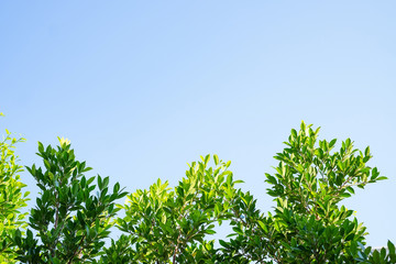 The Tree and Blue sky with copy space for text