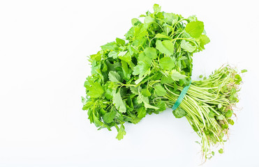 Obraz premium A green fresh motherwort grass seedling on a white background