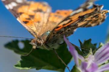 Isolated macro of a monarch butterfly in the wild- Israel