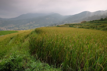 Fototapeta premium Amazing fields of rice Style of Agriculture in northern China 