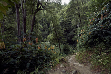 Fototapeta premium Urwald auf den Azoren.