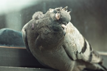 Sleeping bird 