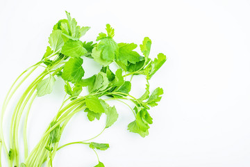Fresh motherwort seedlings on white background