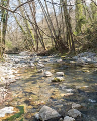 Rivière en sous bois