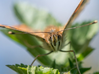Fototapeta premium Isolated macro of a monarch butterfly in the wild- Israel