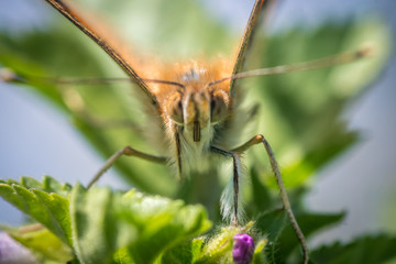 Isolated macro of a monarch butterfly in the wild- Israel