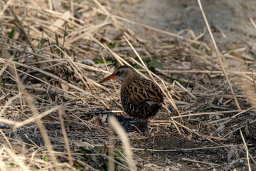 エサを探し歩き回るクイナ