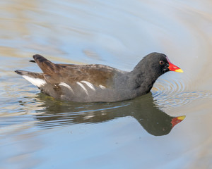 poule d'eau