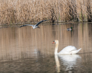 héron cendré et cygne