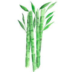 Green bamboo stems and leaves. Watercolor hand drawn botanical illustration. Print for textile, wallpaper, wrapping