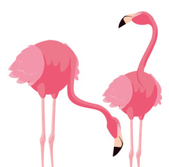 elegant flamingo birds couple